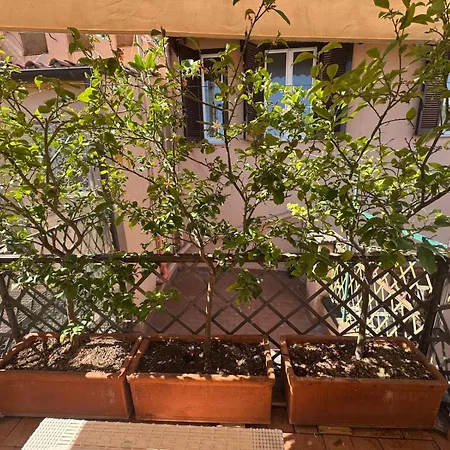 Spagna Lemon