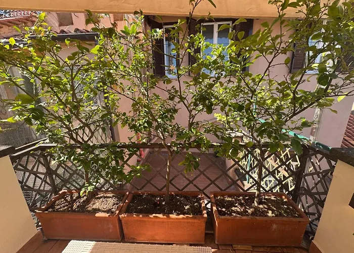 Spagna Lemon